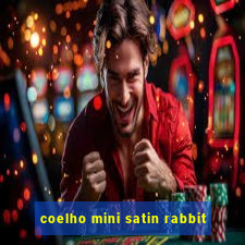 coelho mini satin rabbit